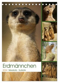 Erdmännchen-Meerkats-Surikate (Tischkalender 2024 DIN A5 hoch), CALVENDO Monatskalender