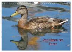 Das Leben der Enten (Wandkalender 2024 DIN A4 quer), CALVENDO Monatskalender - Kattobello