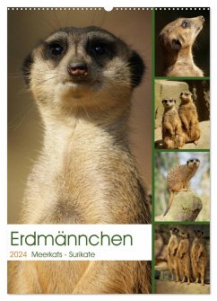 Erdmännchen-Meerkats-Surikate (Wandkalender 2024 DIN A2 hoch), CALVENDO Monatskalender