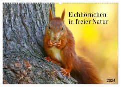 Eichhörnchen in freier Natur (Wandkalender 2024 DIN A2 quer), CALVENDO Monatskalender - Schnellewelten