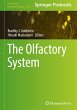 The Olfactory System - Bild 1