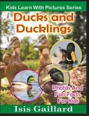 Ducks and Ducklings: Photos and Fun Facts for Kids