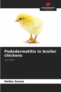 Pododermatitis in broiler chickens - Zaouia, Malika