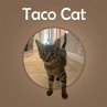 Taco Cat - Bild 1