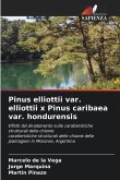 Pinus elliottii var. elliottii x Pinus caribaea var. hondurensis