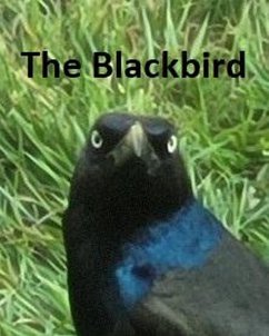 Cover The Blackbird (eBook, ePUB)