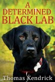 A Determined Black Lab