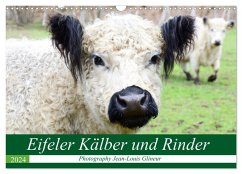 Eifeler Kälber und Rinder (Wandkalender 2024 DIN A3 quer), CALVENDO Monatskalender