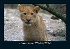 Löwen in der Wildnis 2024 Fotokalender DIN A5