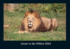 Löwen in der Wildnis 2024 Fotokalender DIN A4 - Tobias Becker