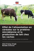 Effet de l'alimentation en céréales sur la protéine microbienne et la production de lait chez les vaches