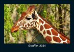 Giraffen 2024 Fotokalender DIN A5