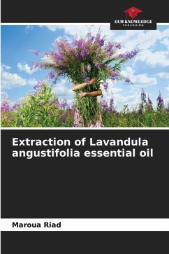 Extraction of Lavandula angustifolia essential oil - Riad, Maroua