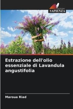 Estrazione dell'olio essenziale di Lavandula angustifolia - Riad, Maroua