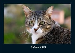 Katzen 2024 Fotokalender DIN A4 - Tobias Becker