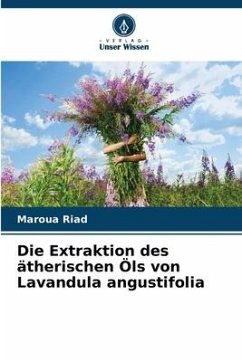 Die Extraktion des ätherischen Öls von Lavandula angustifolia - Riad, Maroua