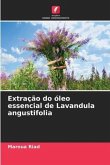 Extração do óleo essencial de Lavandula angustifolia