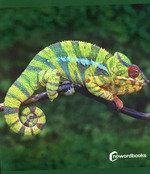 Cover Animales de las selva