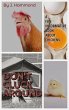 Don't Cluck Around (eBook, ePUB) - Bild 1
