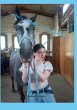 Saphira und die Lipizzanerstute - Bild 1