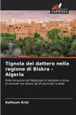 Tignola del dattero nella regione di Biskra - Algeria