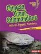 Chinese Giant Salamanders - Bild 1