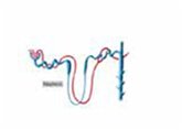 Estimation of Blood Urea and Calculation of Urea Clearance (eBook, ePUB)