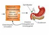 Estimation of Serum Bilirubin (eBook, ePUB) Estimation of Serum Bilirubin (eBook, ePUB)