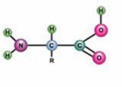 Tests for R group of Proteins and Determination of their Isoelectric pH (eBook, ePUB) - Mishra, Tarun Kumar