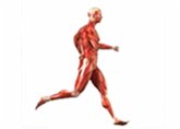 Effect of Exercise on Blood Pressure and Heart Rate (eBook, ePUB) Effect of Exercise on Blood Pressure and Heart Rate (eBook, ePUB)