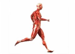 Cover Effect of Exercise on Blood Pressure and Heart Rate (eBook, ePUB)