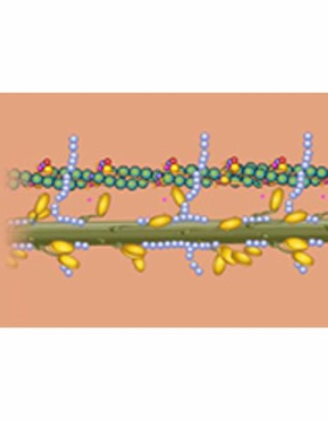 Simple Muscle Twitch (eBook, ePUB)