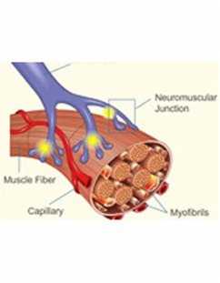 Phenomenon of Fatigue (eBook, ePUB) - Bajaj, S K