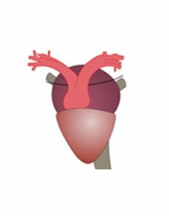 Cover Properties of Cardiac Muscle in Beating Heart-1 (eBook, ePUB)