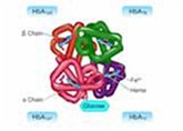 To Study about Glycated Haemoglobin and its Estimation (eBook, ePUB) To Study about Glycated Haemoglobin and its Estimation (eBook, ePUB)