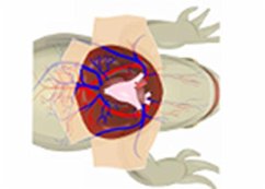 Effect of Temperature on Frog's Cardiogram (eBook, ePUB) - Bajaj, S K