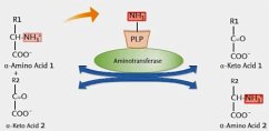 Cover Estimation of Aminotransferases (eBook, ePUB)