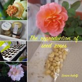 The reproduction of seed roses (eBook, ePUB) The reproduction of seed roses (eBook, ePUB)