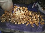 A how-to guide to foraging morels in the Pacific Northwest (eBook, ePUB)