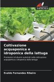 Coltivazione acquaponica e idroponica della lattuga