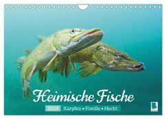 Heimische Fische: Karpfen, Forelle, Hecht (Wandkalender 2024 DIN A4 quer), CALVENDO Monatskalender