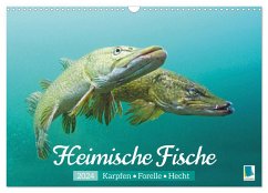 Heimische Fische: Karpfen, Forelle, Hecht (Wandkalender 2024 DIN A3 quer), CALVENDO Monatskalender