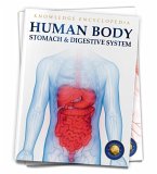 Human Body: Stomach and Digestive System