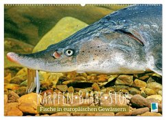 Karpfen, Barbe, Stör: Fische in europäischen Gewässern (Wandkalender 2024 DIN A2 quer), CALVENDO Monatskalender - Calvendo
