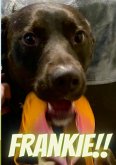 Frankie