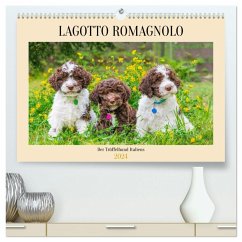 Lagotto Romagnolo - der Trüffelhund Italiens (hochwertiger Premium Wandkalender 2024 DIN A2 quer), Kunstdruck in Hochglanz