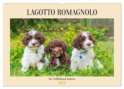 Lagotto Romagnolo - der Trüffelhund Italiens (Wandkalender 2024 DIN A2 quer), CALVENDO Monatskalender