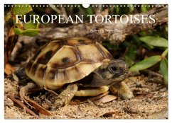 European Tortoises / UK-Version (Wall Calendar 2024 DIN A3 landscape), CALVENDO 12 Month Wall Calendar