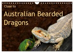 Close to Australian Bearded Dragons (Wall Calendar 2024 DIN A4 landscape), CALVENDO 12 Month Wall Calendar