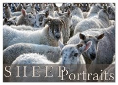 Sheep Portraits (Wall Calendar 2024 DIN A4 landscape), CALVENDO 12 Month Wall Calendar